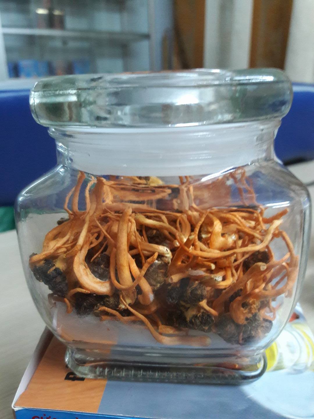 Đông Trùng Hạ Thảo,hình ảnh đông trùng hạ thảo,dong trung ha thao,Cordyceps sinensis