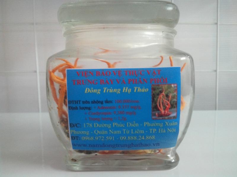 Đông trùng hạ thảo nguyên con nhộng tằm tươi Đông trùng hạ thảo nguyên con nhộng tằm tươi