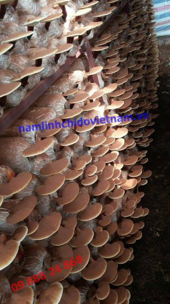 Nấm linh chi đỏ nguyên tai Việt Nam nam-linh-chi-do-viet-nam-55-ngay-tuoi